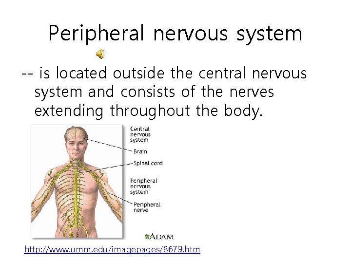 Peripheral nervous system -- is located outside the central nervous system and consists of