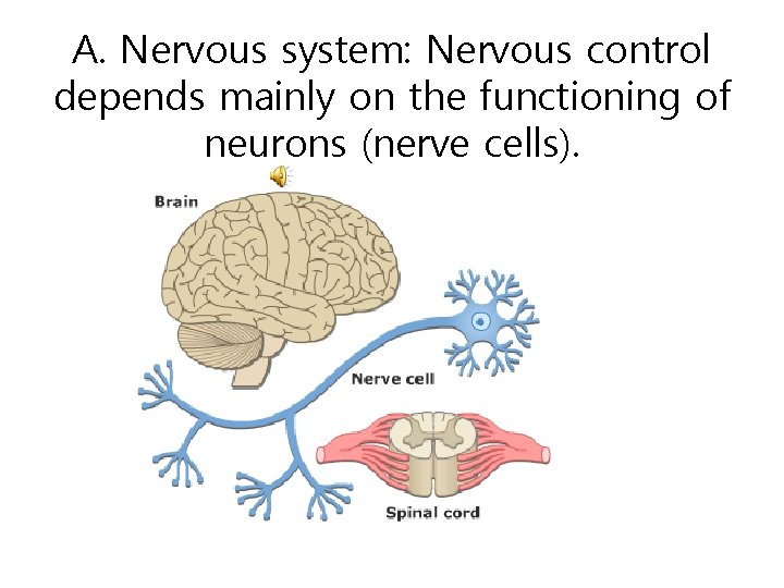 A. Nervous system: Nervous control depends mainly on the functioning of neurons (nerve cells).