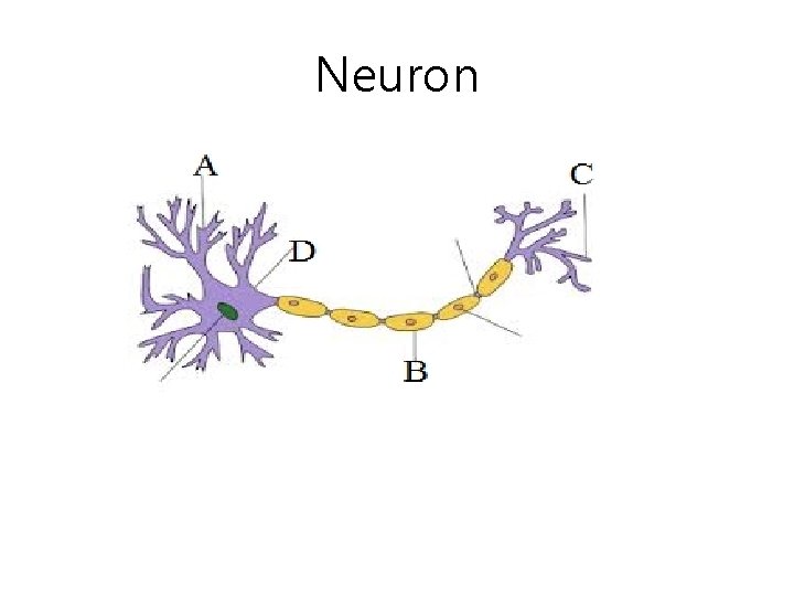 Neuron 