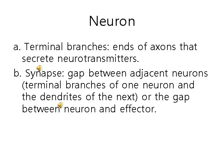 Neuron a. Terminal branches: ends of axons that secrete neurotransmitters. b. Synapse: gap between