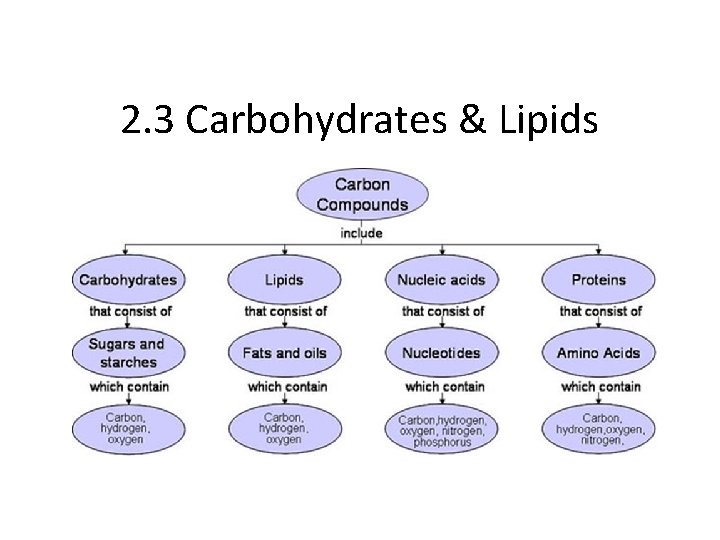 2. 3 Carbohydrates & Lipids 