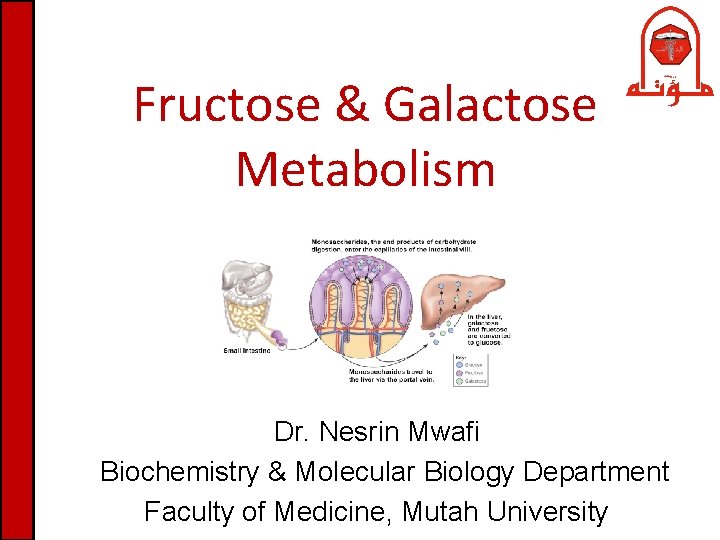 Fructose & Galactose Metabolism Dr. Nesrin Mwafi Biochemistry & Molecular Biology Department Faculty of