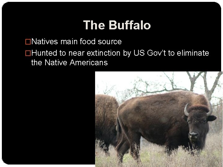 The Buffalo �Natives main food source �Hunted to near extinction by US Gov’t to