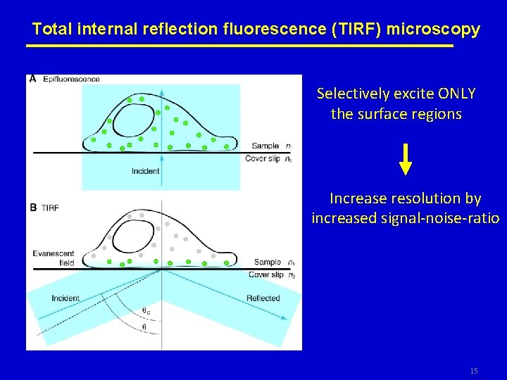 Total internal reflection fluorescence (TIRF) microscopy Selectively excite ONLY the surface regions Increase resolution