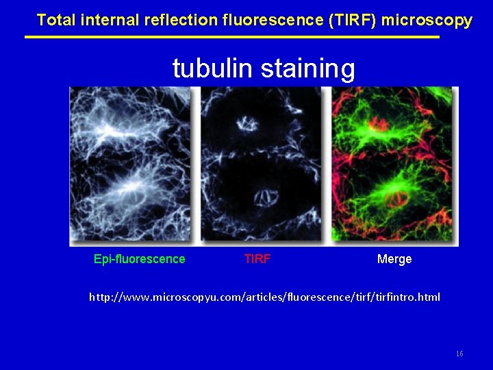 Total internal reflection fluorescence (TIRF) microscopy tubulin staining Epi-fluorescence TIRF Merge http: //www. microscopyu.