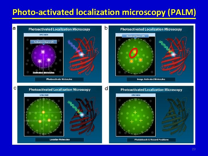 Photo-activated localization microscopy (PALM) 23 