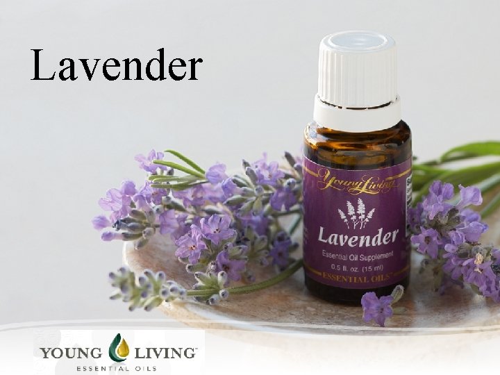 Lavender 