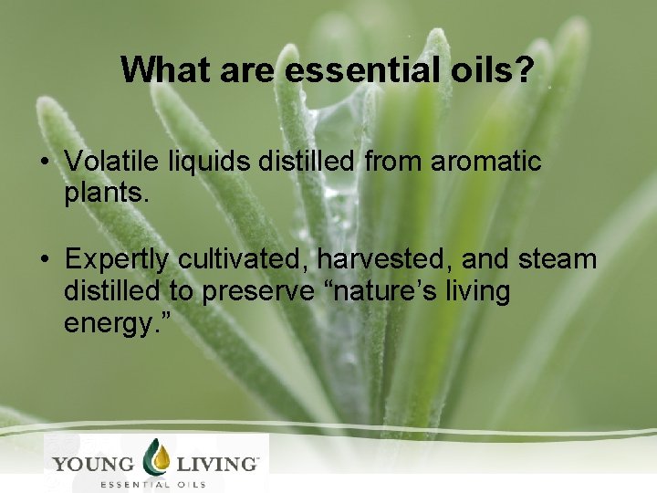 What are essential oils? • Volatile liquids distilled from aromatic plants. • Expertly cultivated,