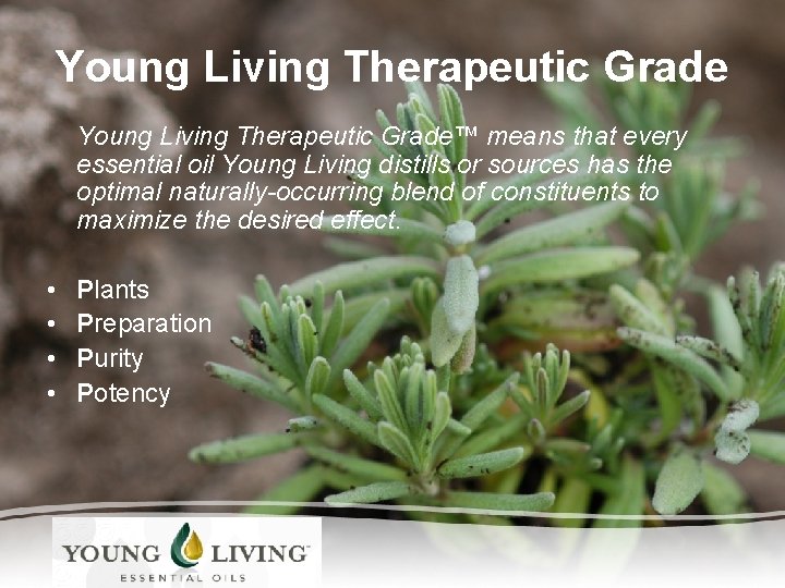 Young Living Therapeutic Grade™ means that every essential oil Young Living distills or sources