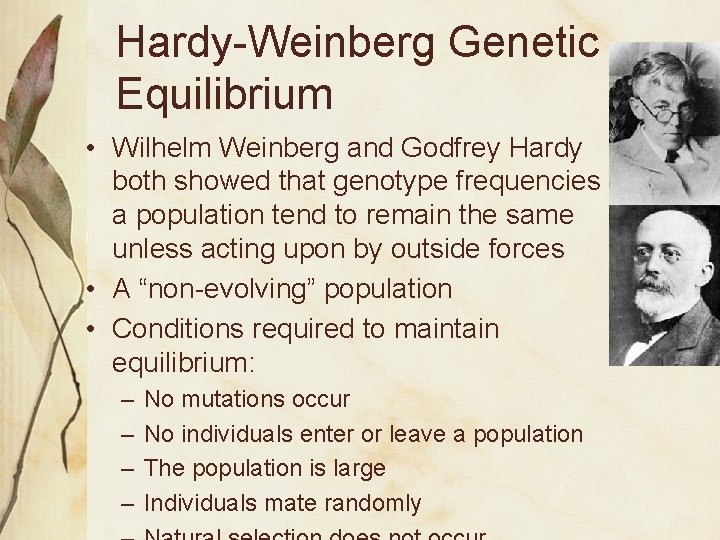 Hardy-Weinberg Genetic Equilibrium • Wilhelm Weinberg and Godfrey Hardy both showed that genotype frequencies