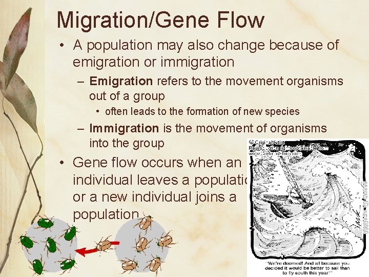 Migration/Gene Flow • A population may also change because of emigration or immigration –