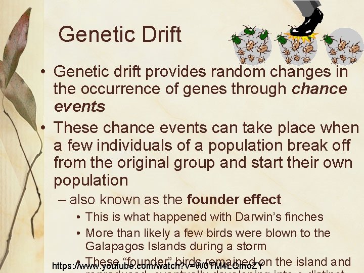 Genetic Drift • Genetic drift provides random changes in the occurrence of genes through