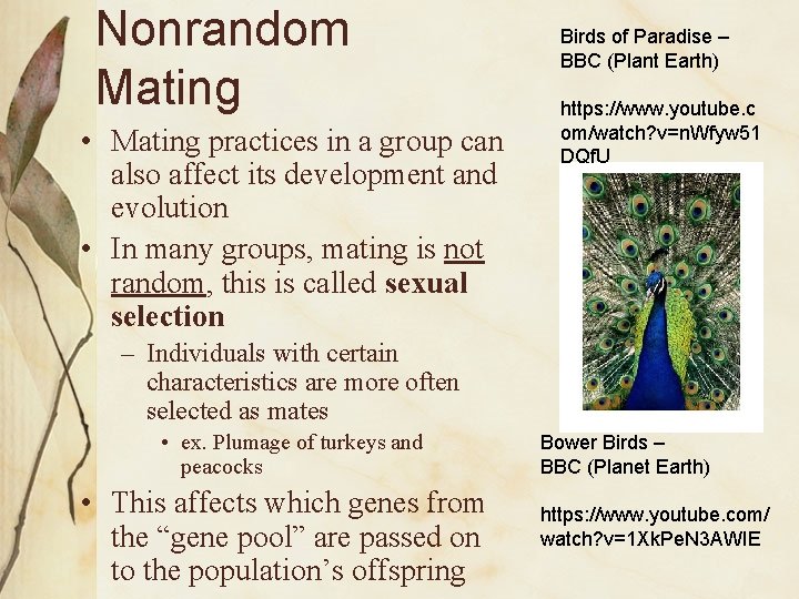 Nonrandom Mating • Mating practices in a group can also affect its development and