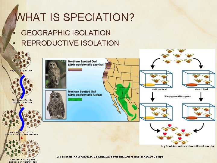 WHAT IS SPECIATION? • GEOGRAPHIC ISOLATION • REPRODUCTIVE ISOLATION http: //evolution. berkeley. edu/evolibrary/home. php