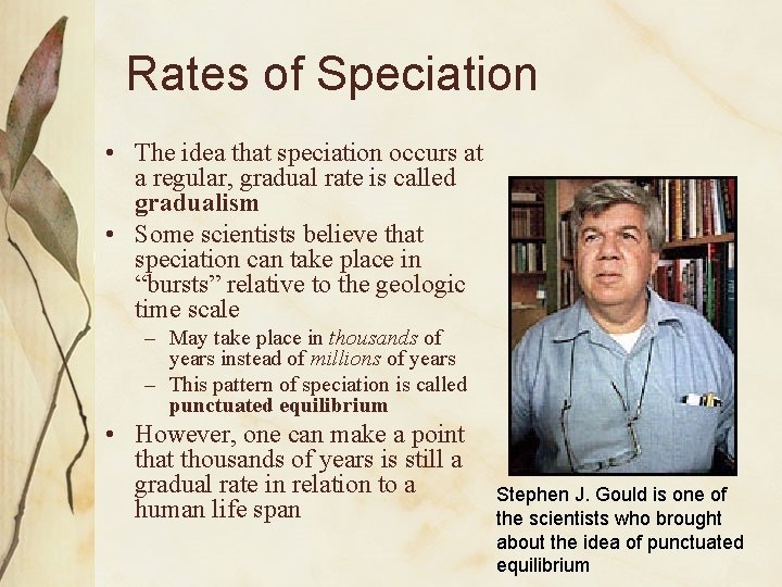 Rates of Speciation • The idea that speciation occurs at a regular, gradual rate