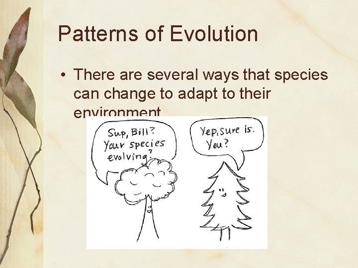 Patterns of Evolution • There are several ways that species can change to adapt