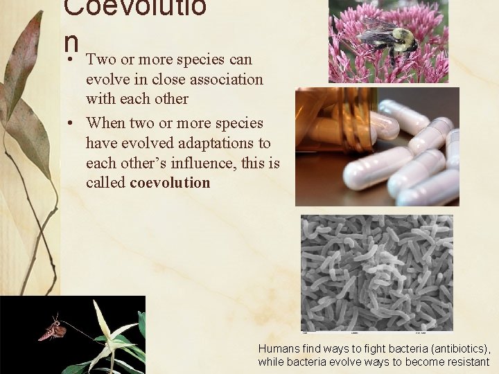 Coevolutio n • Two or more species can evolve in close association with each