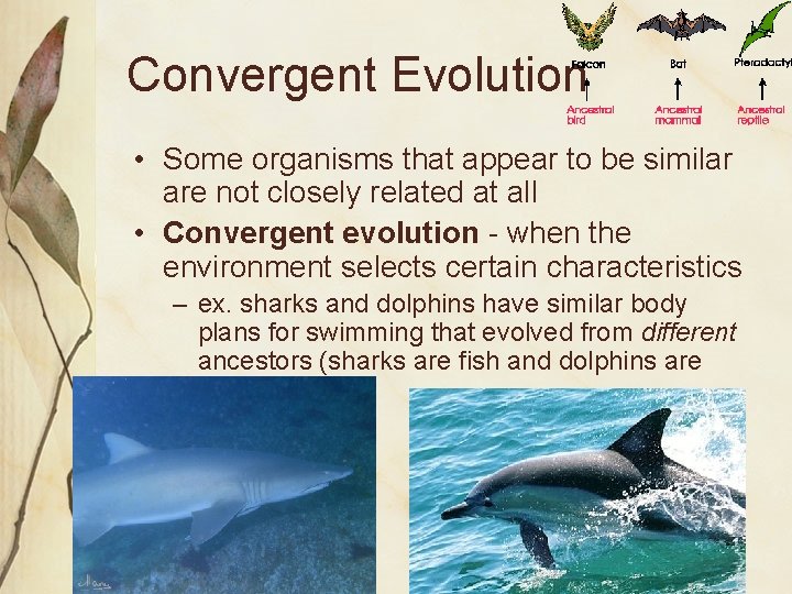 Convergent Evolution • Some organisms that appear to be similar are not closely related