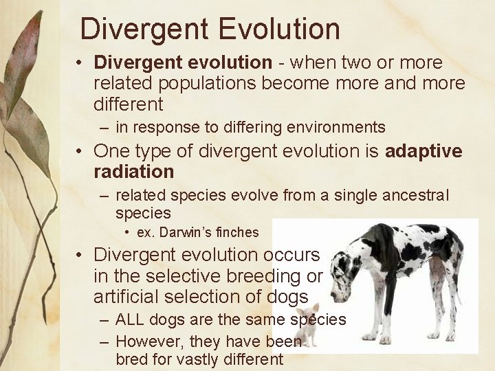 Divergent Evolution • Divergent evolution - when two or more related populations become more