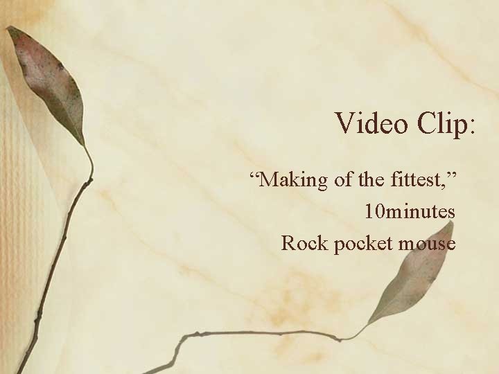 Video Clip: “Making of the fittest, ” 10 minutes Rock pocket mouse 