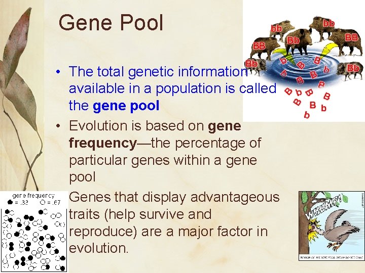 Gene Pool • The total genetic information available in a population is called the