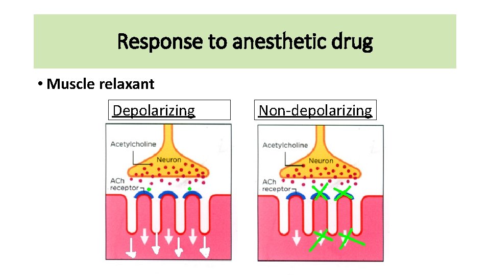 Response to anesthetic drug • Muscle relaxant Depolarizing Non-depolarizing 