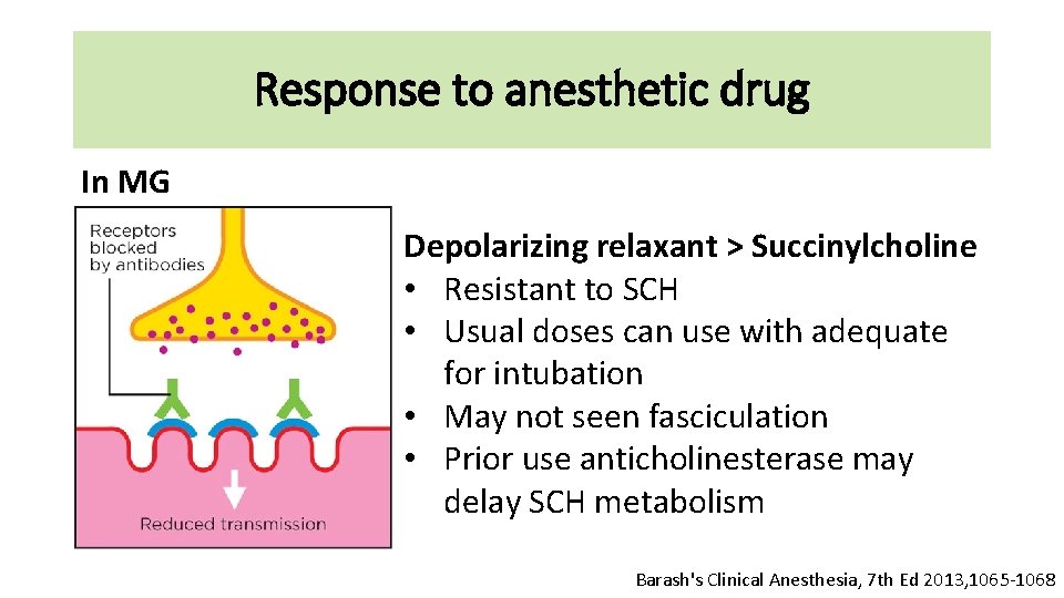 Response to anesthetic drug In MG Depolarizing relaxant > Succinylcholine • Resistant to SCH