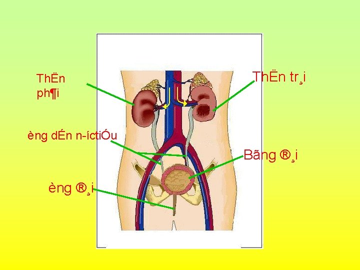 ThËn ph¶i ThËn tr¸i èng dÉn n íctiÓu Bãng ®¸i èng ®¸i 