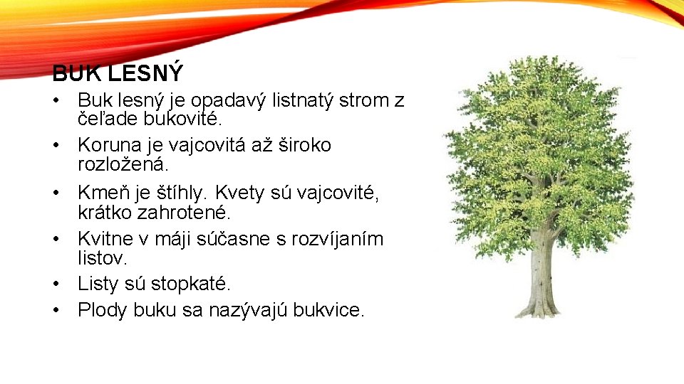 BUK LESNÝ • Buk lesný je opadavý listnatý strom z čeľade bukovité. • Koruna