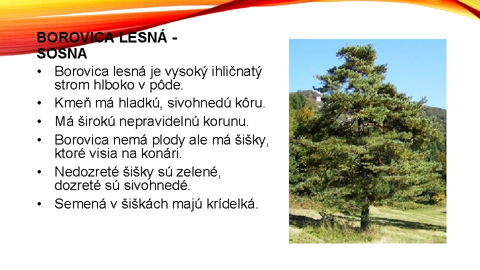 BOROVICA LESNÁ SOSNA • Borovica lesná je vysoký ihličnatý strom hlboko v pôde. •