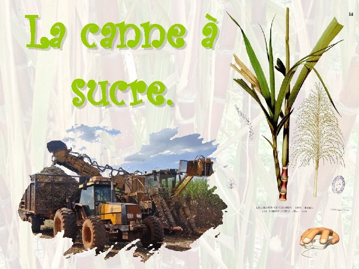La canne à sucre. 