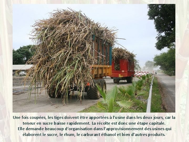 Une fois coupées, les tiges doivent être apportées à l’usine dans les deux jours,