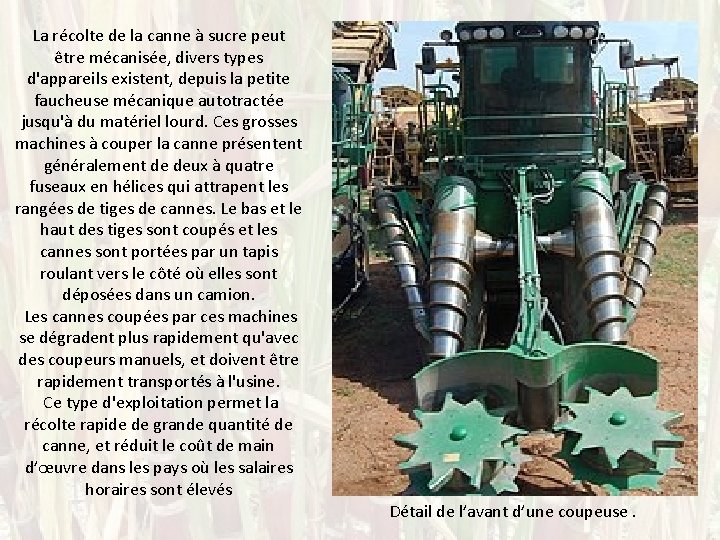 La récolte de la canne à sucre peut être mécanisée, divers types d'appareils existent,
