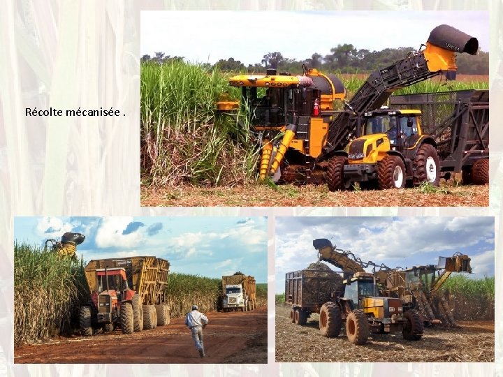 Récolte mécanisée. 
