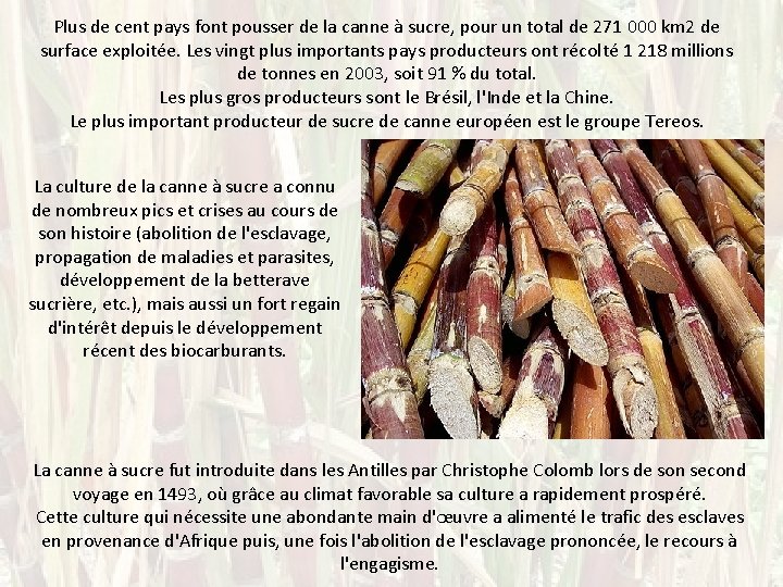 Plus de cent pays font pousser de la canne à sucre, pour un total