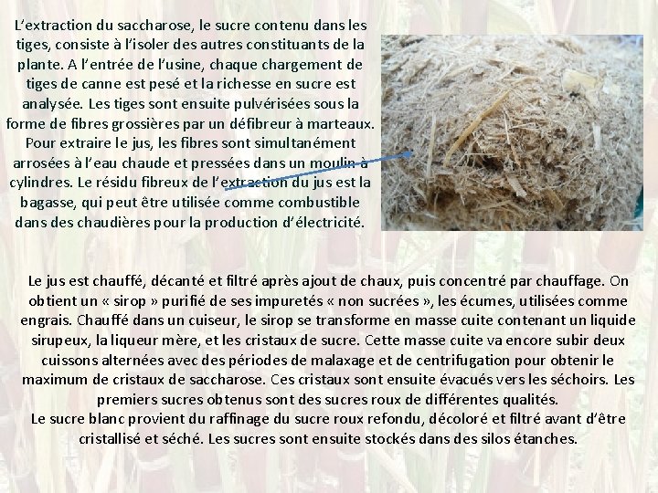 L’extraction du saccharose, le sucre contenu dans les tiges, consiste à l’isoler des autres
