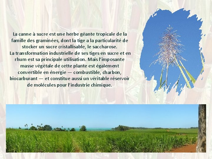 La canne à sucre est une herbe géante tropicale de la famille des graminées,