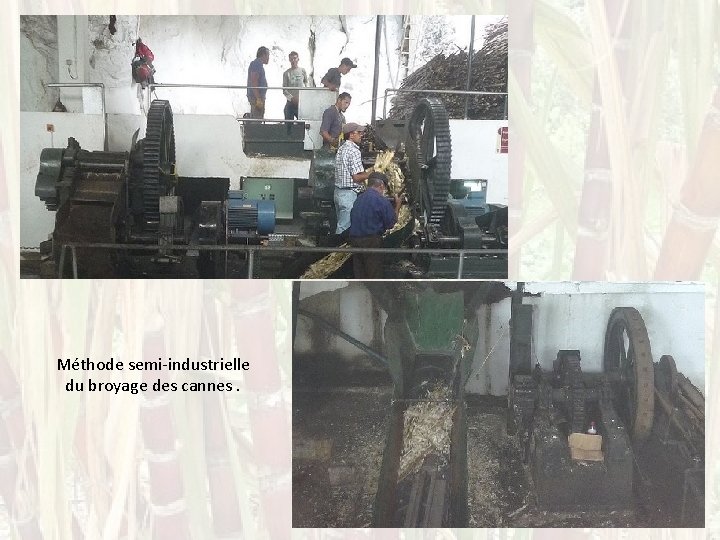 Méthode semi-industrielle du broyage des cannes. 