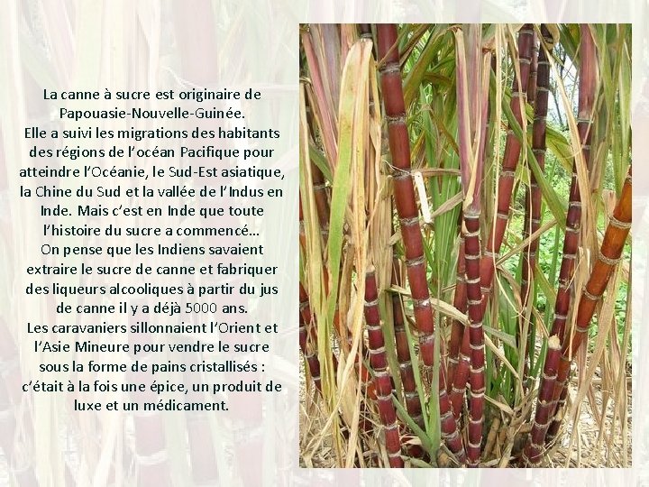 La canne à sucre est originaire de Papouasie-Nouvelle-Guinée. Elle a suivi les migrations des