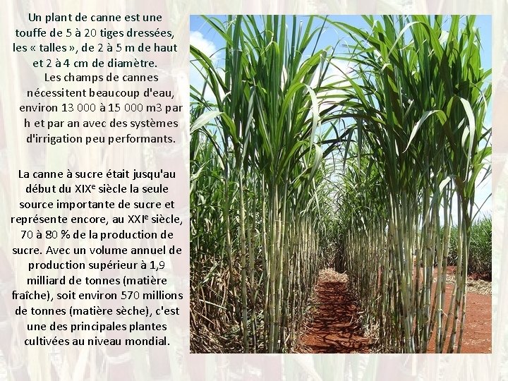 Un plant de canne est une touffe de 5 à 20 tiges dressées, les