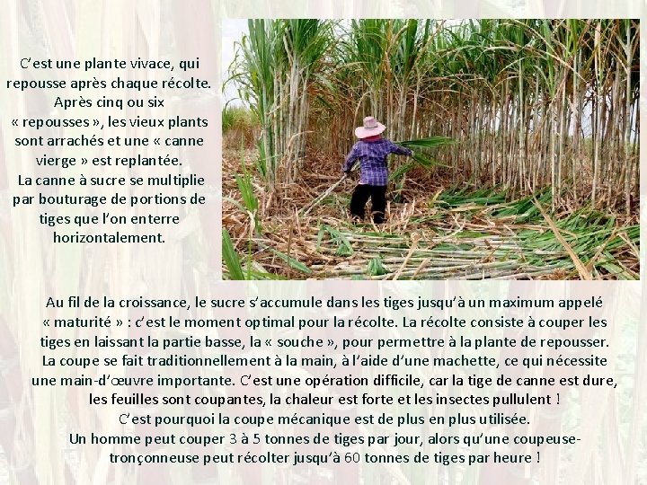 C’est une plante vivace, qui repousse après chaque récolte. Après cinq ou six «