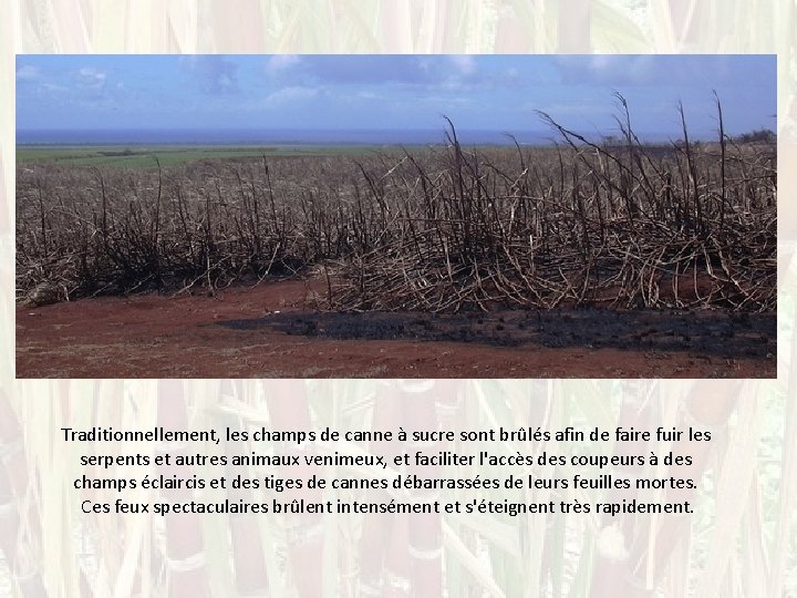 Traditionnellement, les champs de canne à sucre sont brûlés afin de faire fuir les