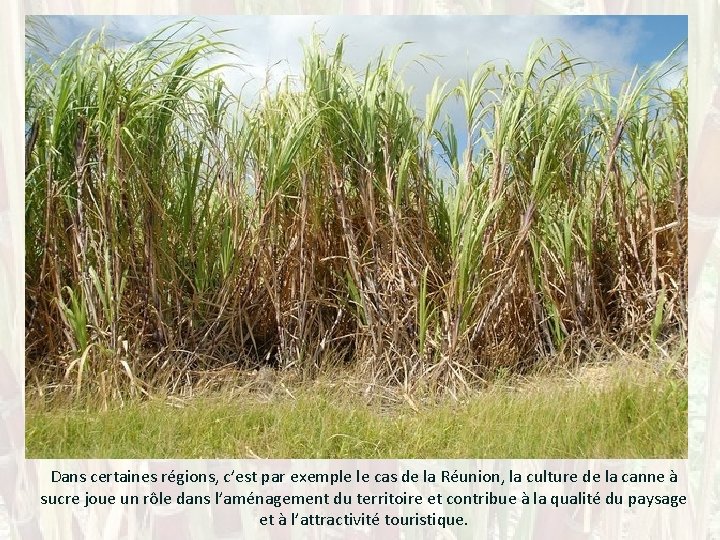 Dans certaines régions, c’est par exemple le cas de la Réunion, la culture de