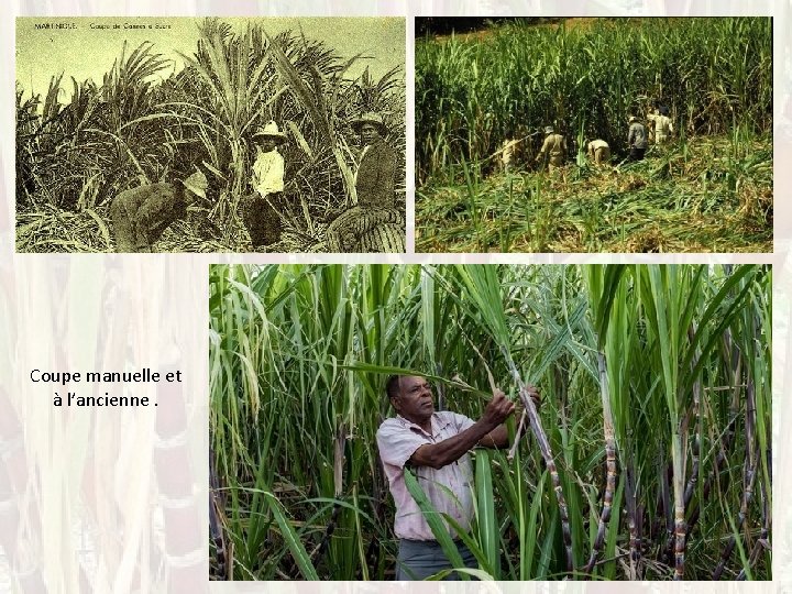 Coupe manuelle et à l’ancienne. 