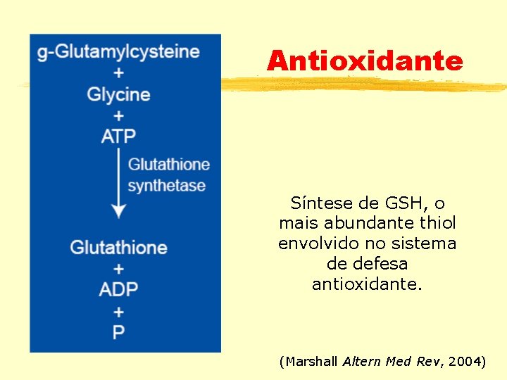 Antioxidante Síntese de GSH, o mais abundante thiol envolvido no sistema de defesa antioxidante.