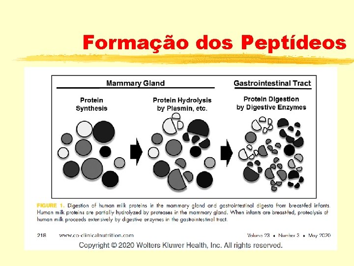 Formação dos Peptídeos 