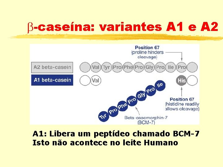  -caseína: variantes A 1 e A 2 A 1: Libera um peptídeo chamado