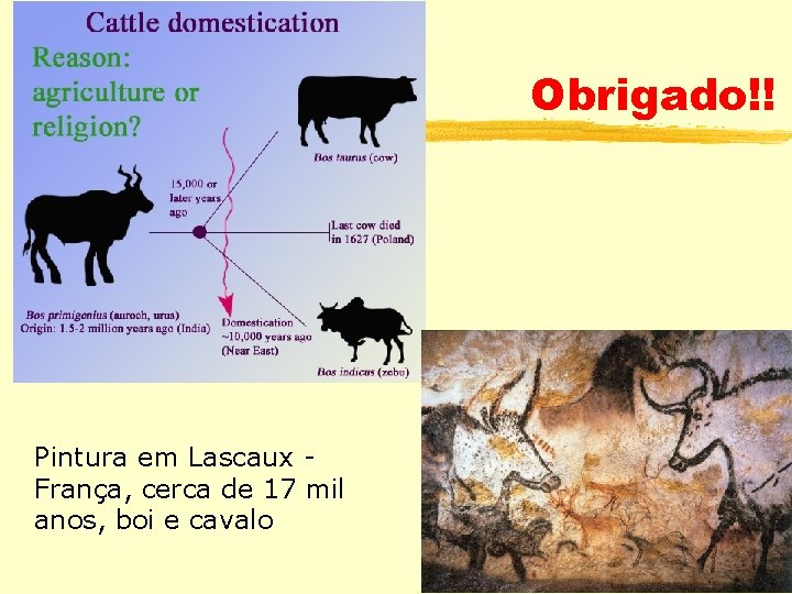 Obrigado!! Pintura em Lascaux França, cerca de 17 mil anos, boi e cavalo 