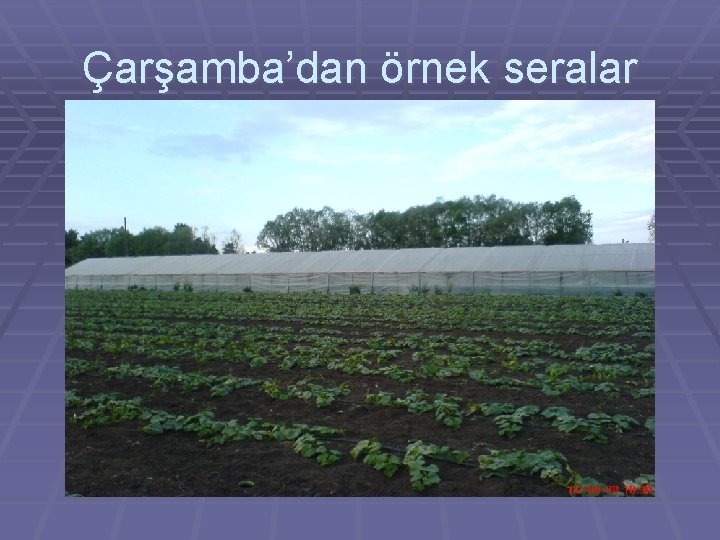 Çarşamba’dan örnek seralar 