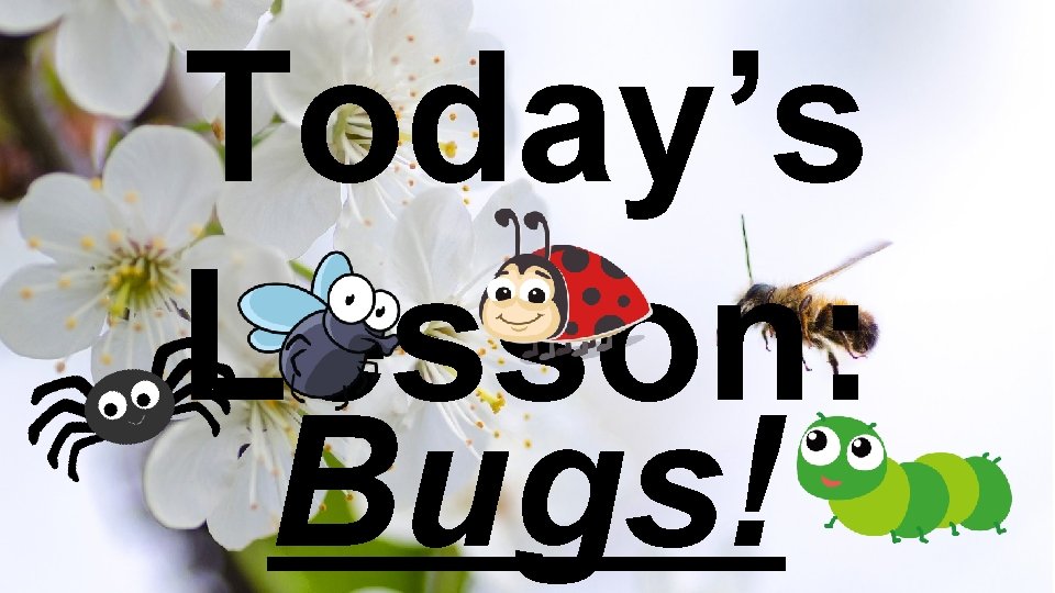 Today’s Lesson: Bugs! 